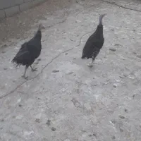 بوقلمون ماده برنز و بوربور|حیوانات مزرعه|کوهدشت, |دیوار