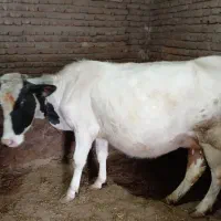 حیوانات مزرعه