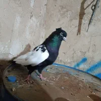 سینه سیاه چش نوک سفید