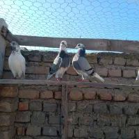 بیست عدد کبوتر تکپر یکجا دونه 200|پرنده|گمیشان, |دیوار