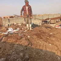 کود حیوانی گاو موجود میباشد