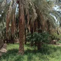 باغ خرما|فروش دفتر صنعتی، کشاورزی، تجاری|بم, |دیوار