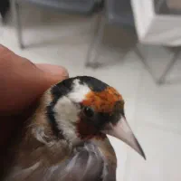 سهره نر نشوندار قناری آماده