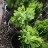 کامیس پاریس سطل 12 بزرگ