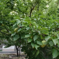 باغچه ۵۰۰متری