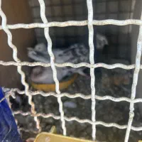 یک بوم جوجه