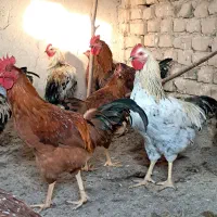 مرغ و خروس رسمی