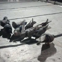 پرنده ی بوم