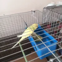 مرغ عشق|پرنده|اندیشه, اندیشه فاز ۵|دیوار