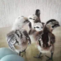 جوجه و تخم مرغ ایام سمانی و لاکندزی ضد سرطان|حیوانات مزرعه|شاهینشهر, مخابرات (شهید بهشتی)|دیوار