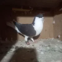 کبوتر ساده سیاه|پرنده|خاش, |دیوار