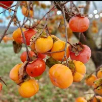 زیتون گردو فندق و بقیع نهاالا موجوده|خدمات باغبانی و درختکاری|تهران, زعفرانیه|دیوار