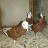 شازدسرخ