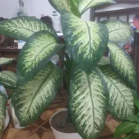 گل و گیاه اپارتمانی