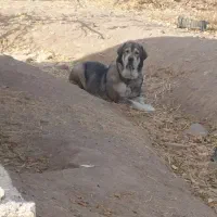 پژدر اصیل|سگ|محمدیه-قزوین, |دیوار