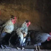 خروس بومی ارگانیک|حیوانات مزرعه|دلیجان, |دیوار