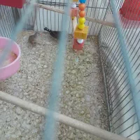 فنج|پرنده|قم, وادی السلام|دیوار