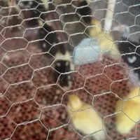 جوجه اردک خارجی|حیوانات مزرعه|بندر ترکمن, |دیوار