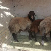 بره نر بزری|حیوانات مزرعه|اسفراین, |دیوار