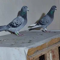 یک جفت پلاکی مسافتی اصل