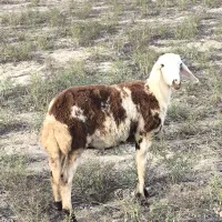 بره اصل بروجردی یکیش قوچ خورده