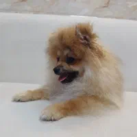 سگ پامرانین خرسی|سگ|قائمشهر, |دیوار