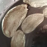 نان خشک هیزمی سنتی یزد|خوردنی و آشامیدنی|تهران, فاطمی|دیوار