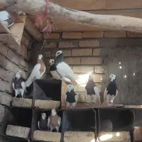 کبوتر طوقی|پرنده|دشتابی, |دیوار