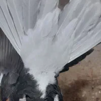 دم سفید|پرنده|کبودرآهنگ, |دیوار