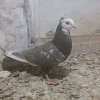 کبوتر در خرمشهر|پرنده|خرمشهر, |دیوار