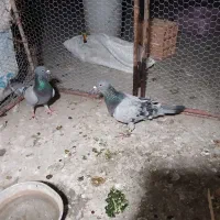 دورگ