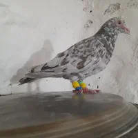 کبوتر هفت رنگ