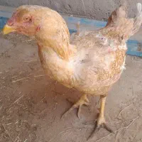مرغ لاری