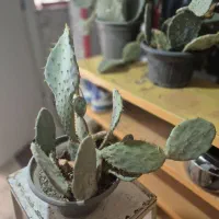 کاکتوس اپونتیا|گل و گیاه طبیعی|کرج, حیدرآباد|دیوار