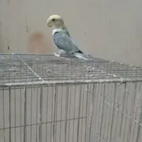 جوجه کوتوله وقفس