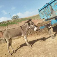 الاغ|حیوانات مزرعه|کوهدشت, |دیوار