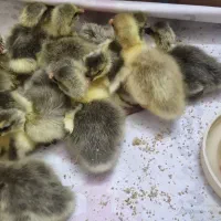 جوجه غاز ۱ روزه