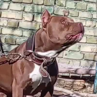 توله پیتبول