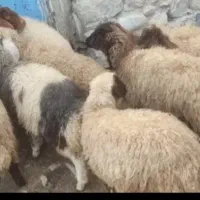 9 عدد بره ماده سالم