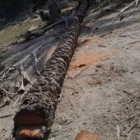 تنه نخل برش خورده، مجانی