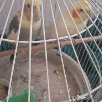 عروس هلندی سرحال