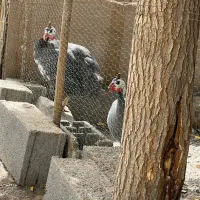 مرغ شاخدار|حیوانات مزرعه|مشهد, لک لک|دیوار