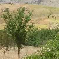 یک هکتار و نیم زمین کشاورزی باغی روستای الک کهن|فروش زمین و ملک کلنگی|کامیاران, |دیوار