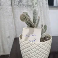گل غوره و کاکتوس|گل و گیاه طبیعی|آستانه اشرفیه, |دیوار