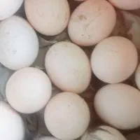تخم مرغ محلی