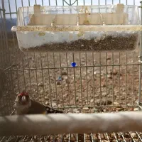 سهره|پرنده|کنگاور, |دیوار