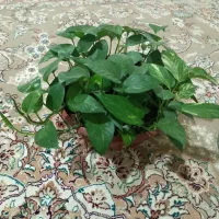 گل های شاداب و سر حال
