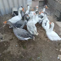 غاز بزرگ