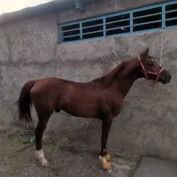 فروش اسب عرب ایرانی
