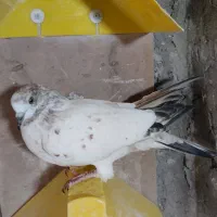 کبوتر گرفتنی